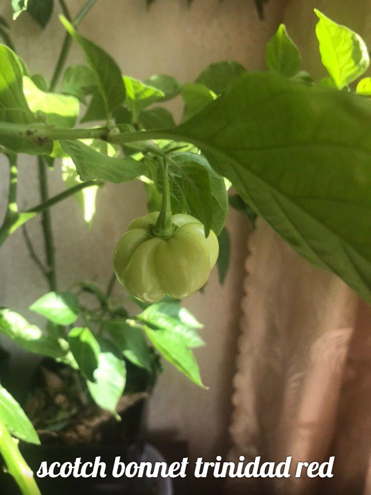 Hot peppers on the windowsill. First result - My, Pepper, Tabasco, Sharp, Chile, Longpost