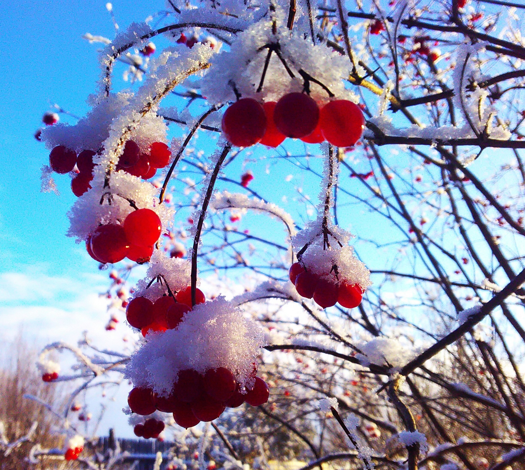 Село Ягодное зимой