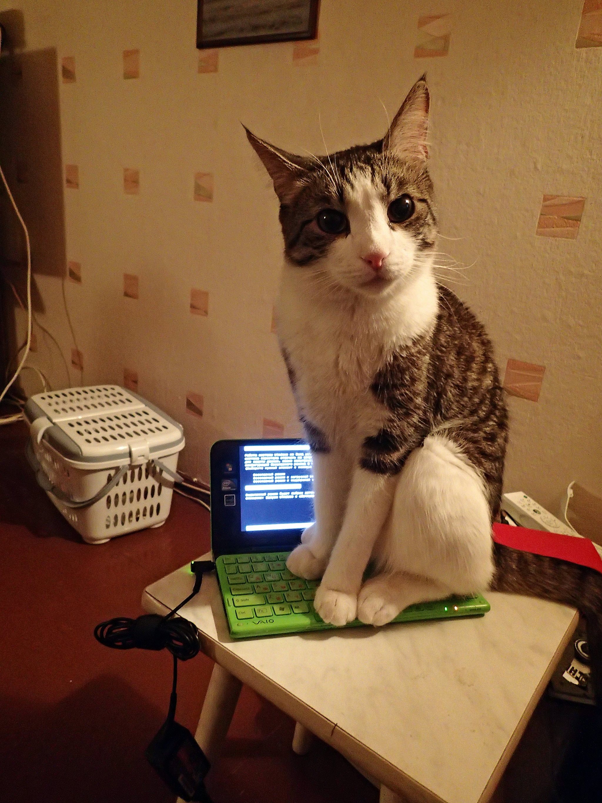 Photos from ancient times. My poor laptop - My, cat, Notebook, Sony vaio