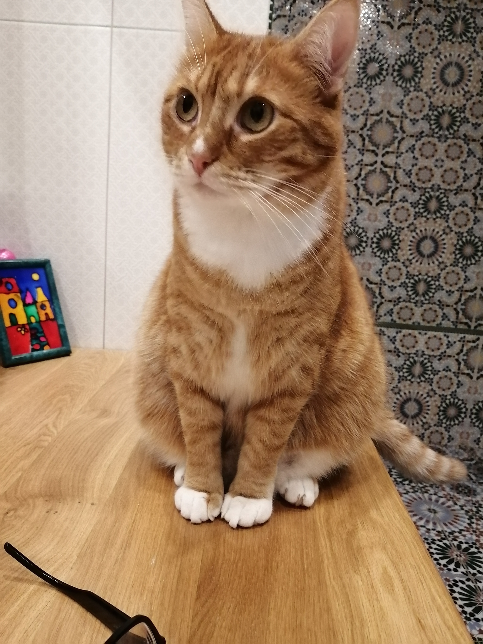 Our handsome guy - My, cat, Catomafia, Longpost