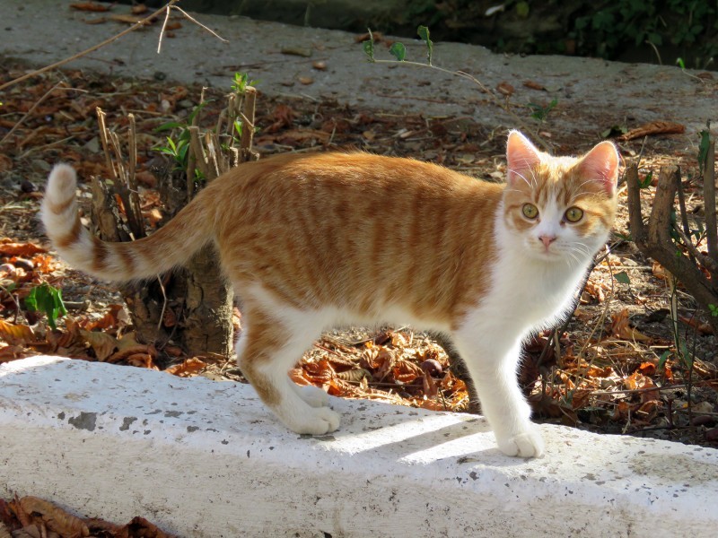 Crimean cats - Crimea, cat, Catomafia, Animals, Longpost