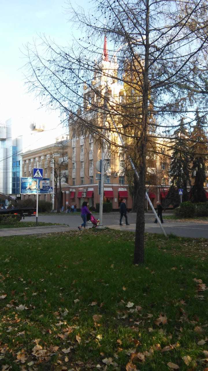 Commission for the Protection of Green Spaces... Are you sure you protect them? - My, Stavropol region, Tree, Sawing wood, Longpost