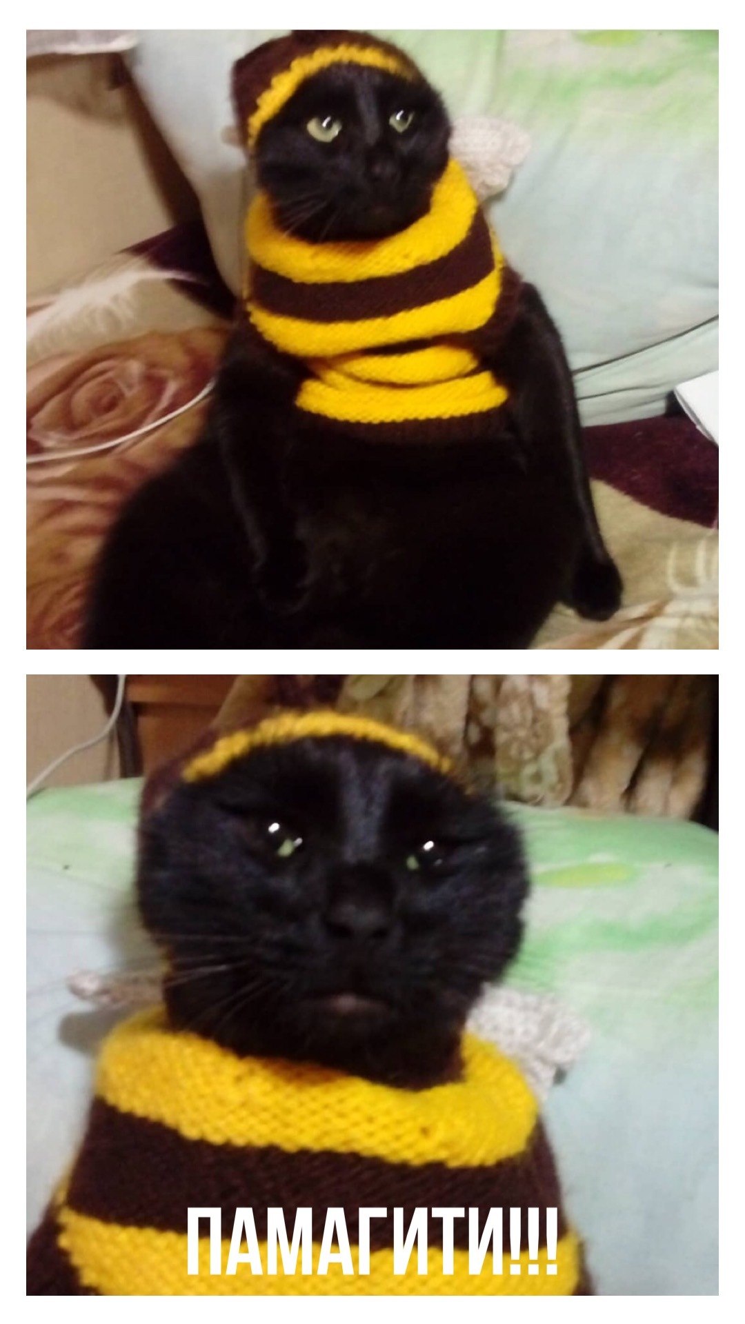 Bee blouse for a cat. - My, cat, Joke, Humor