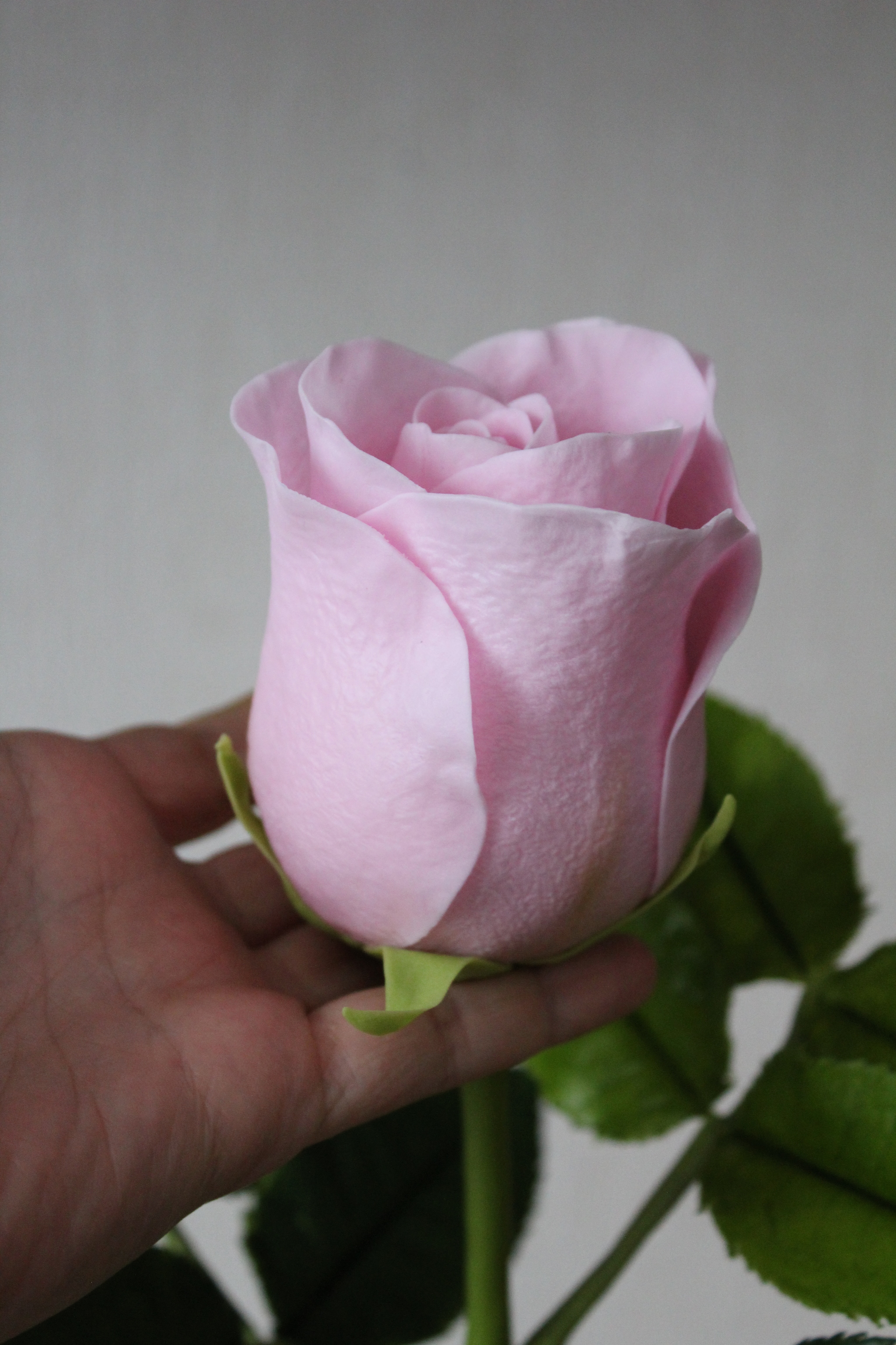 Бокаловидные розы сорта