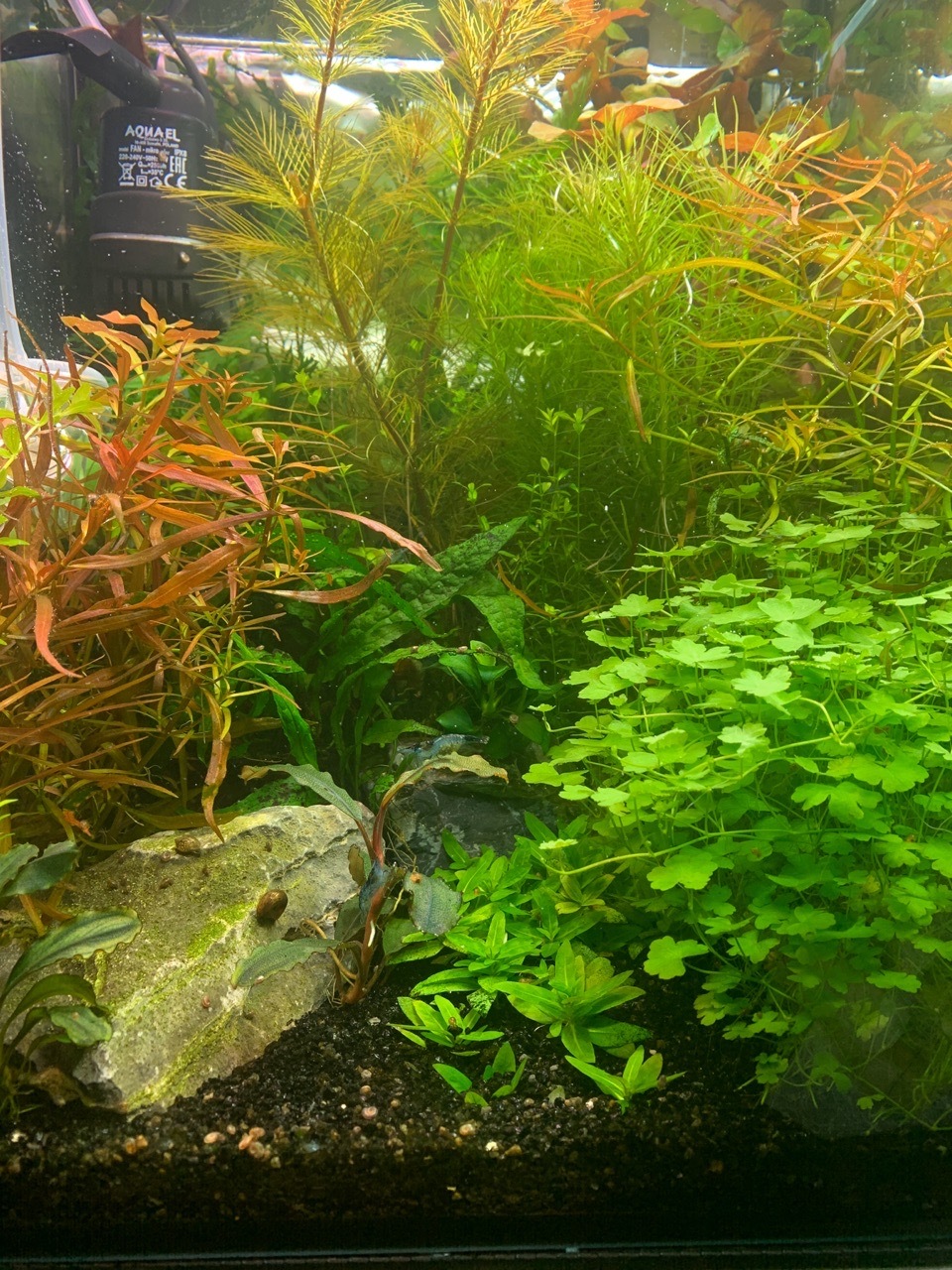 30 liters. A month after launch. - My, Aquarium, Aquarium plants, Longpost