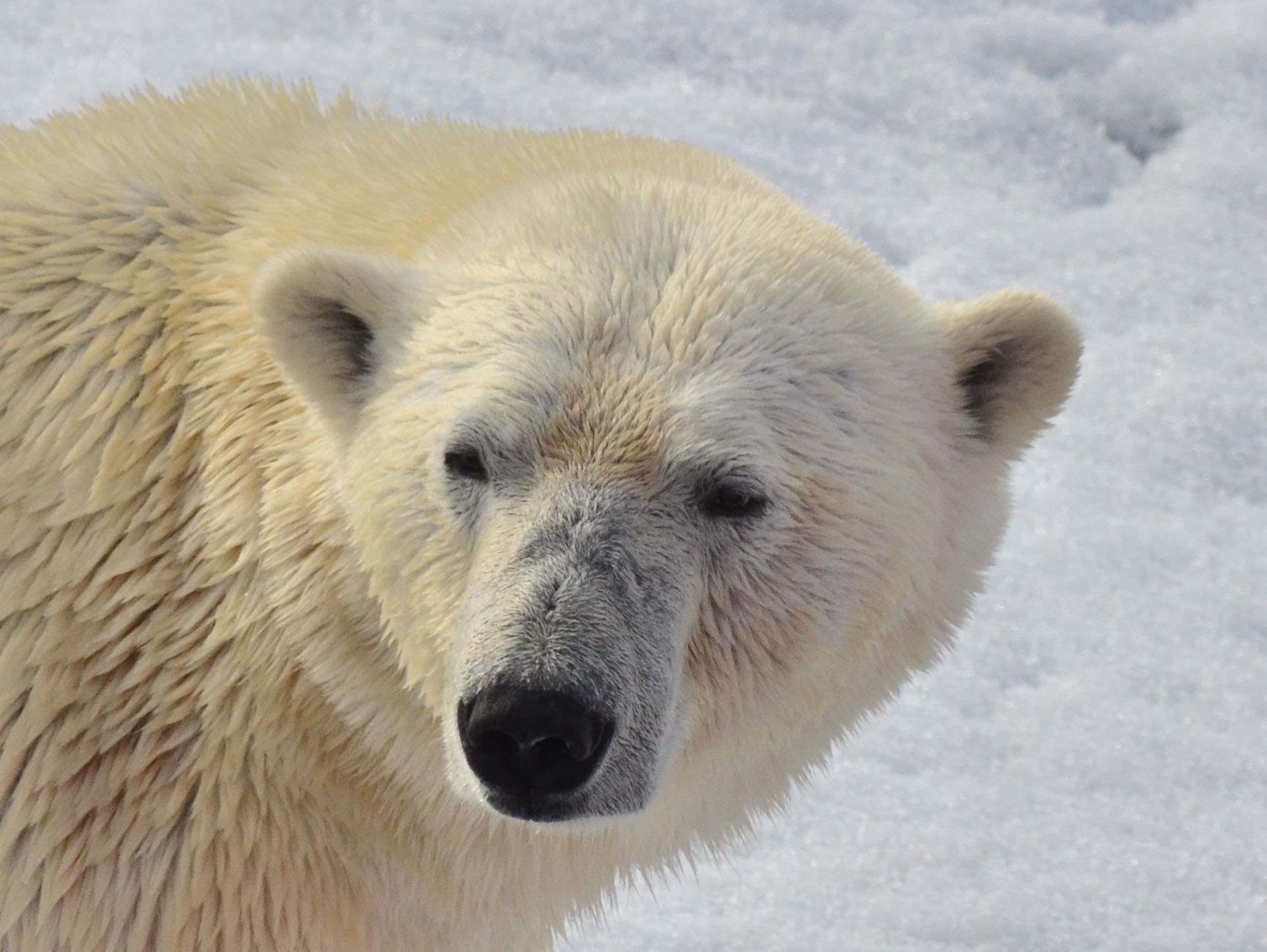 Bear - My, Polar bear, Spitsbergen, The photo