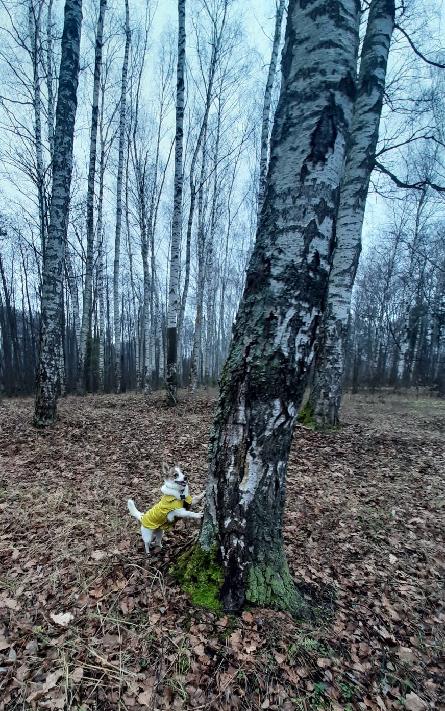 Autumn Walk - My, Milota, Dog, Pets, Animals, Autumn, Forest, Longpost