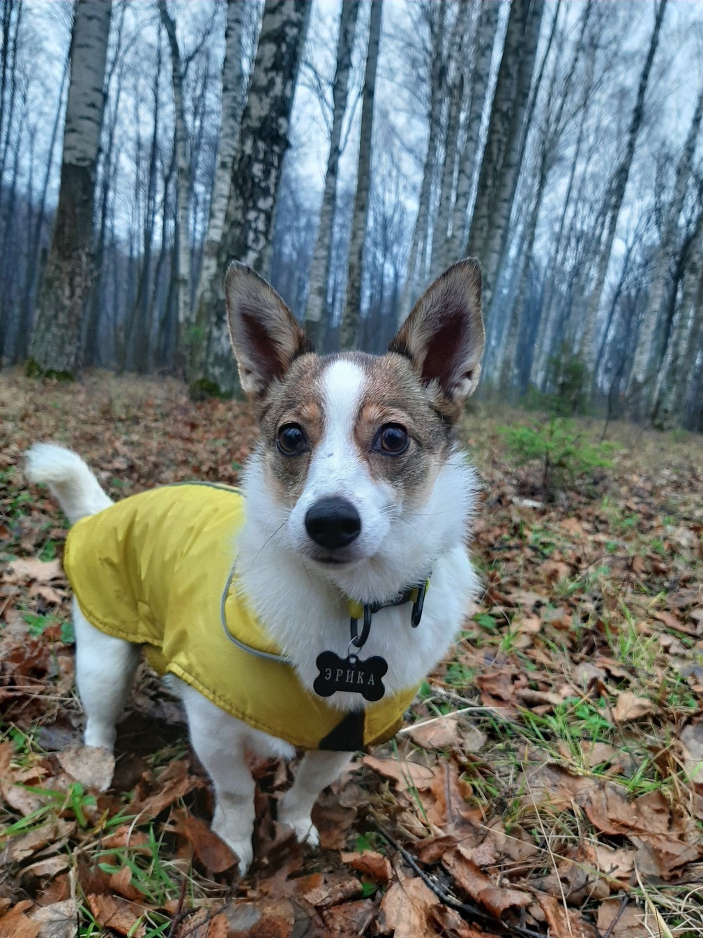 Autumn Walk - My, Milota, Dog, Pets, Animals, Autumn, Forest, Longpost