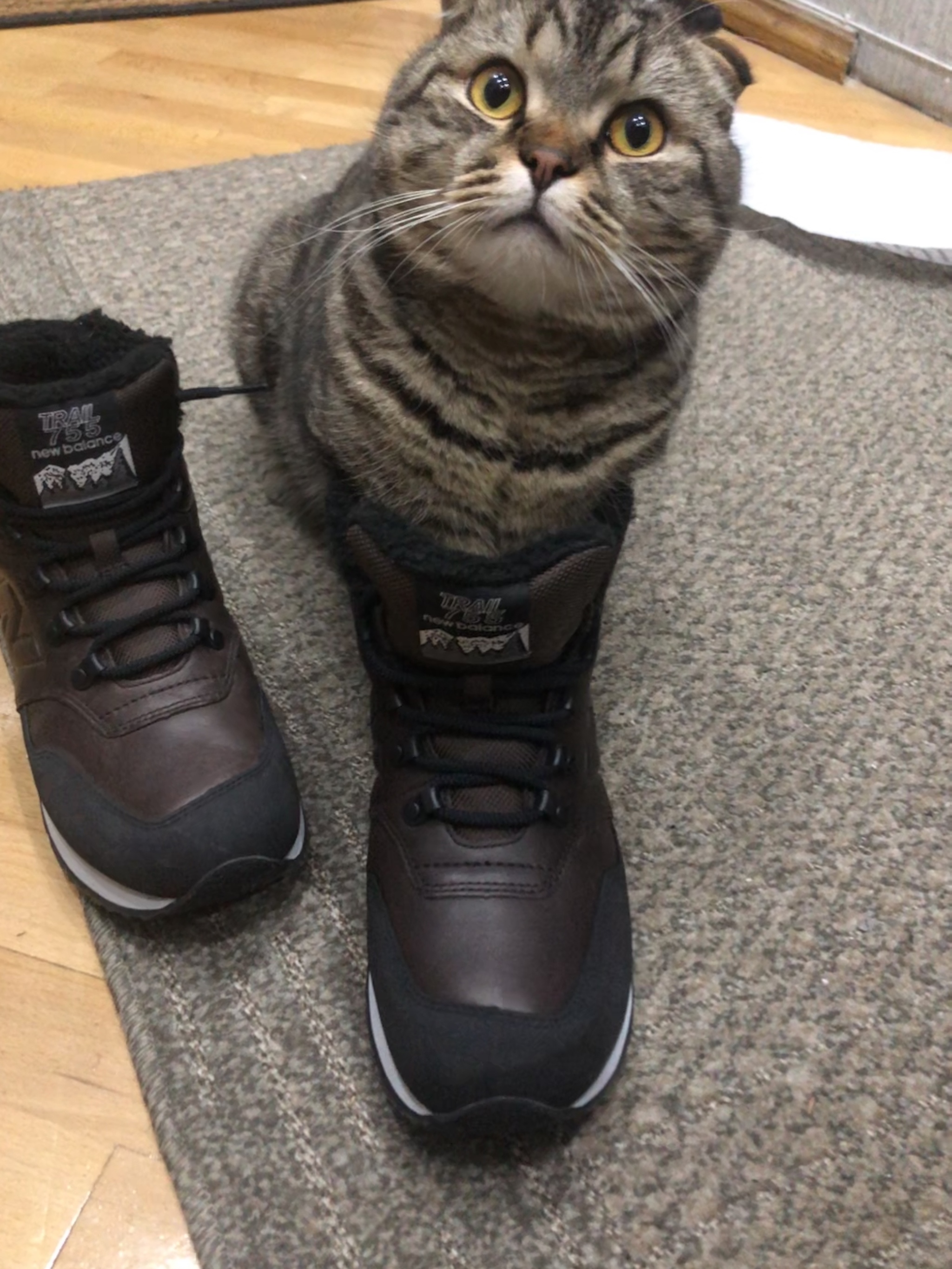 Кот сапог жж