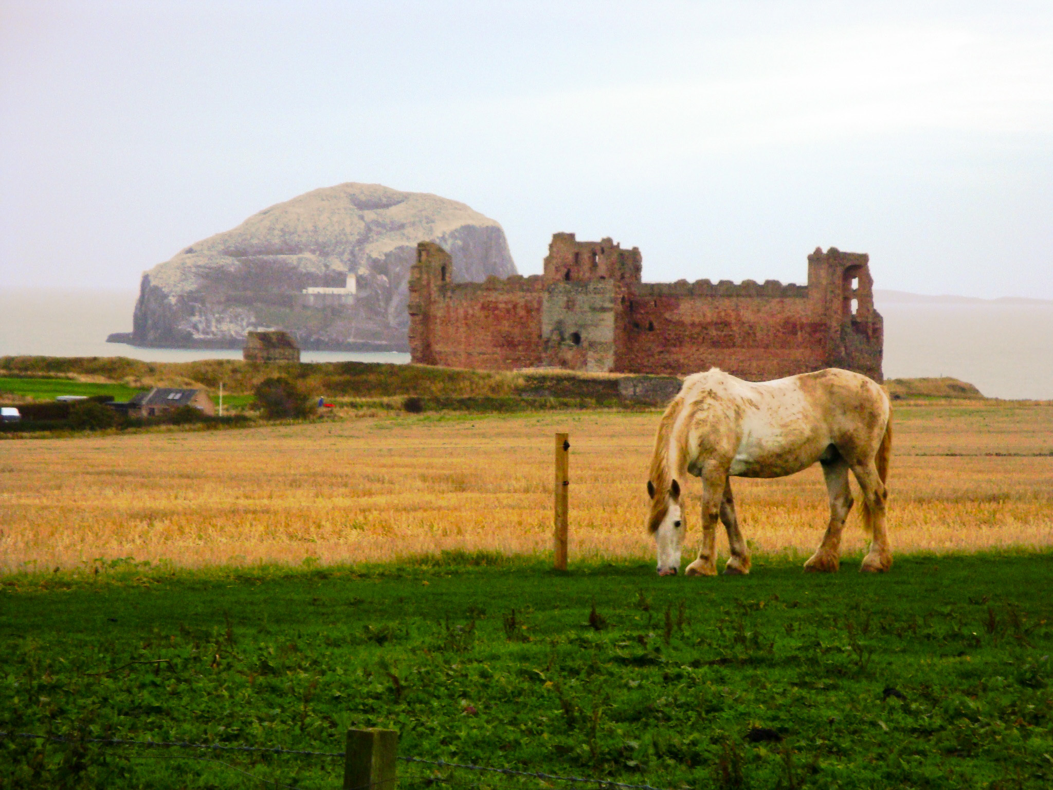 Tantallon - My, Scotland, Locks, Horses, Longpost, Castle of Tantallon