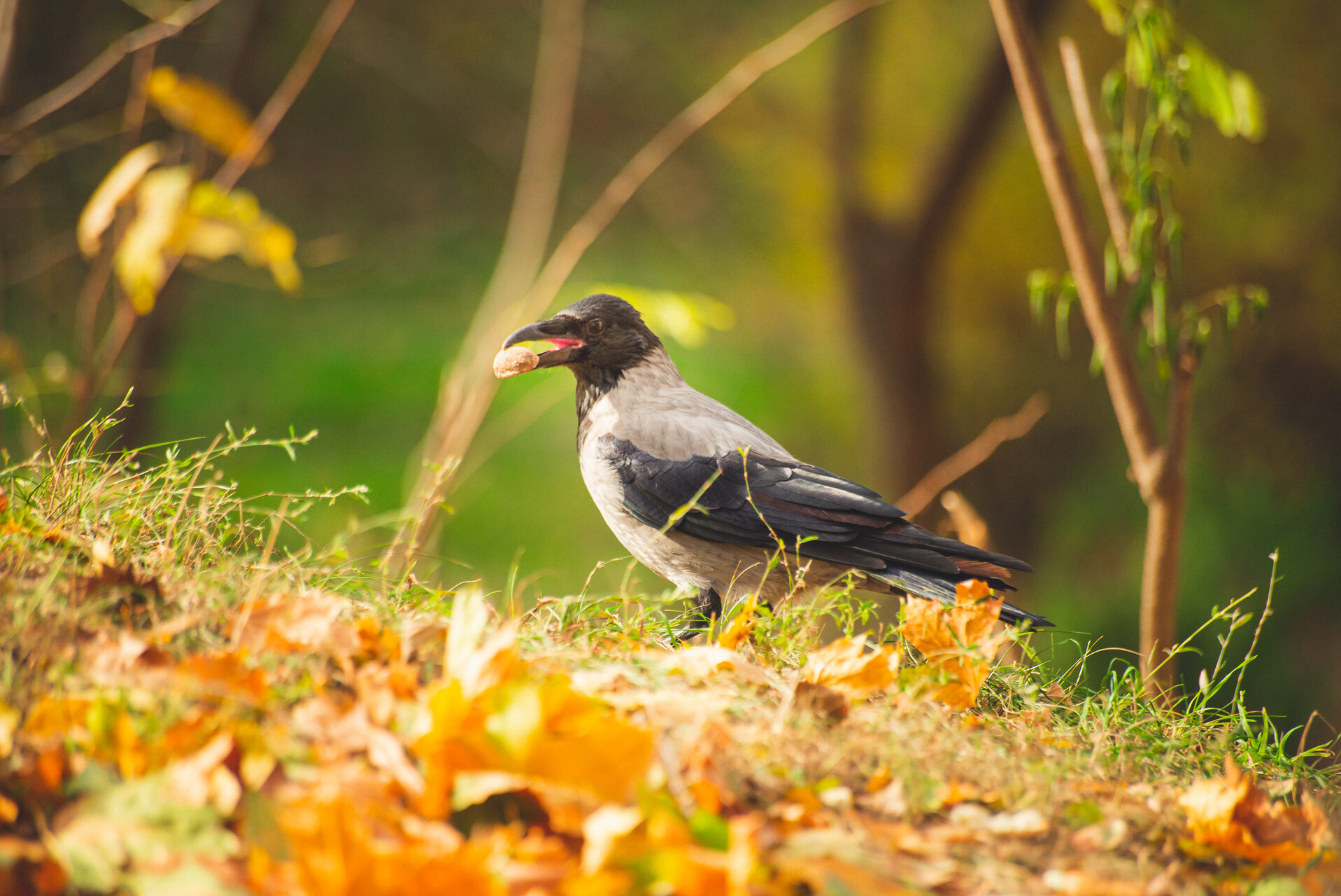 Autumn Chisinau, Rose Valley Park - My, The photo, Kishinev, Autumn, Moldova, Longpost