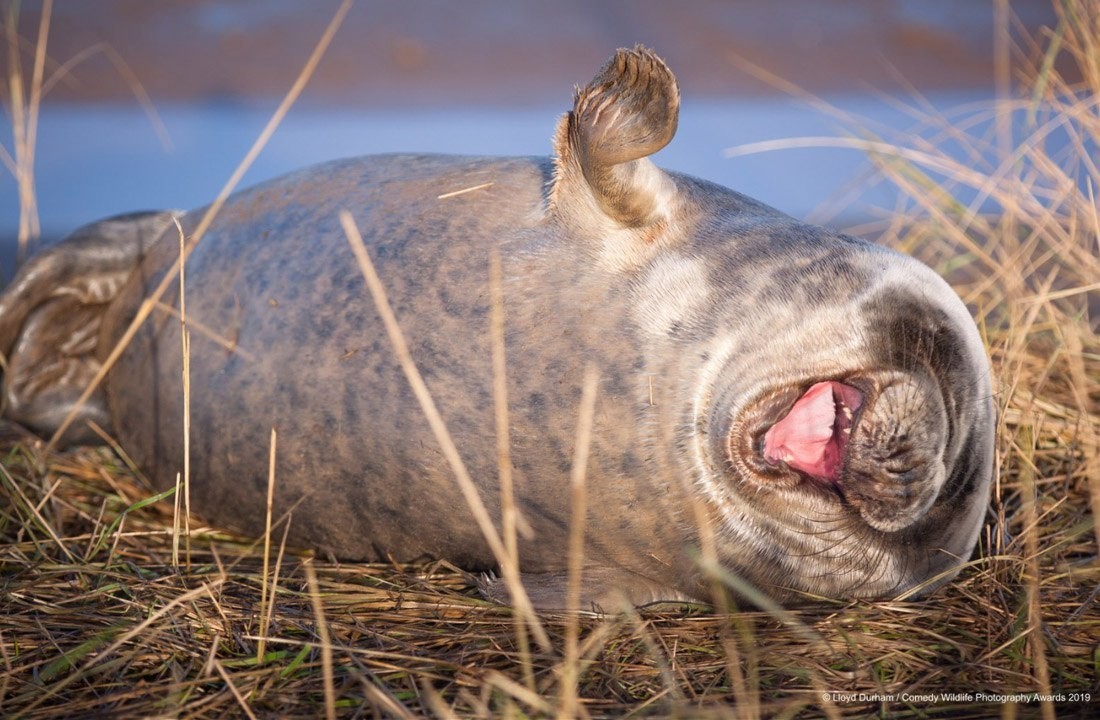 Comedy Wildlife Photography Awards 2019 - Фотография, Длиннопост, Мемы, Животные, Конкурс