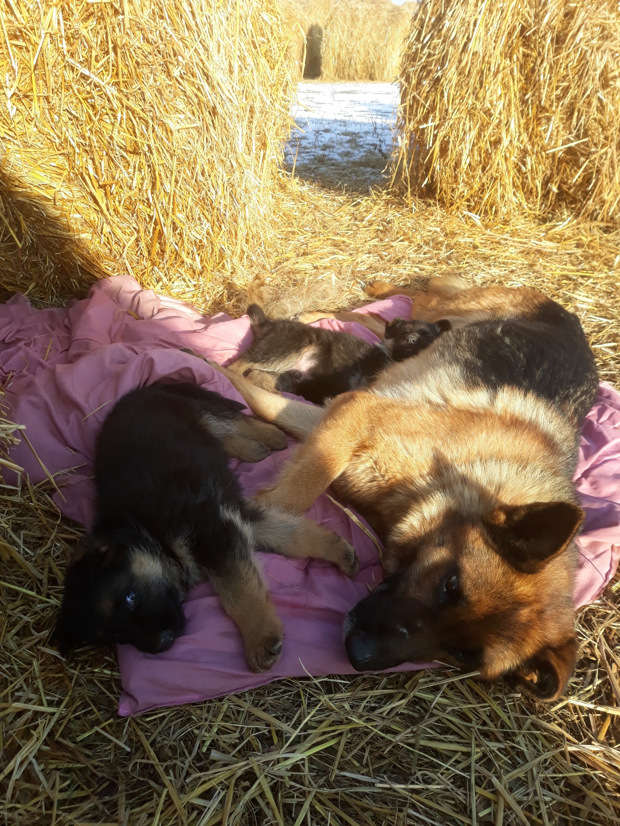 Shepherd puppies - My, Puppies, German Shepherd, Milota, Dog, Longpost, Pets