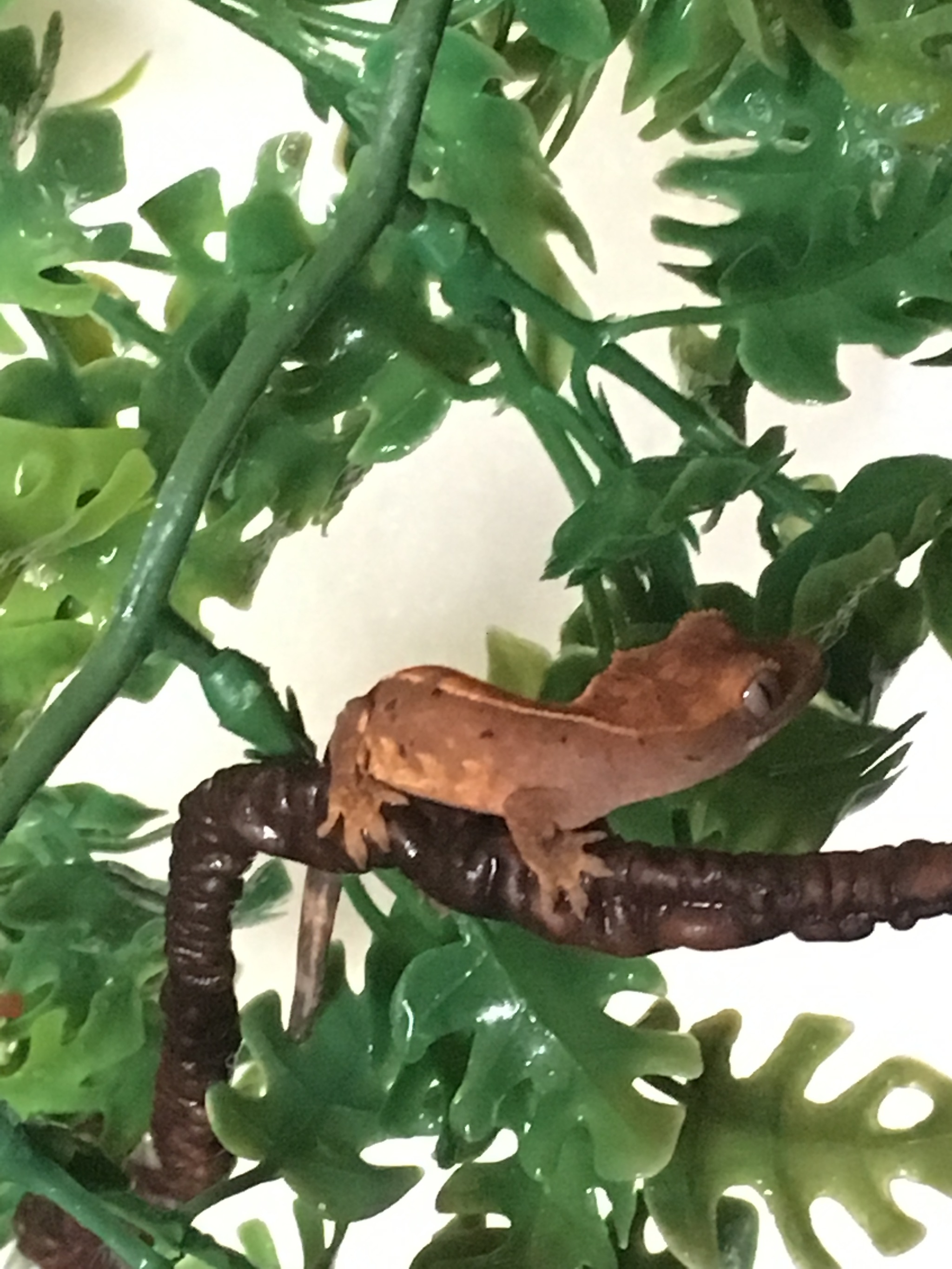 My first pet. Features of care. Part 2 - My, Gecko, Ciliated banana-eater, Pets, Longpost