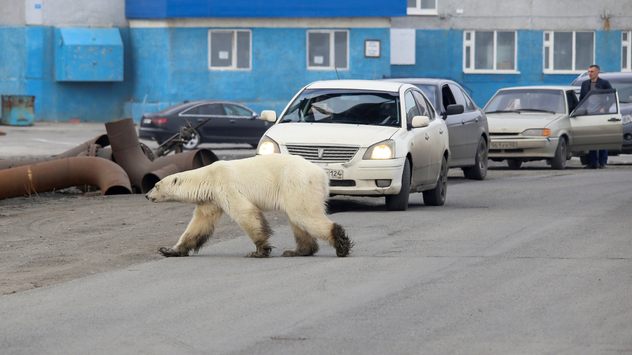 Bear from Norilsk - My, Norilsk, Animals, The Bears, Happy End, Nature, Polar bear, Longpost