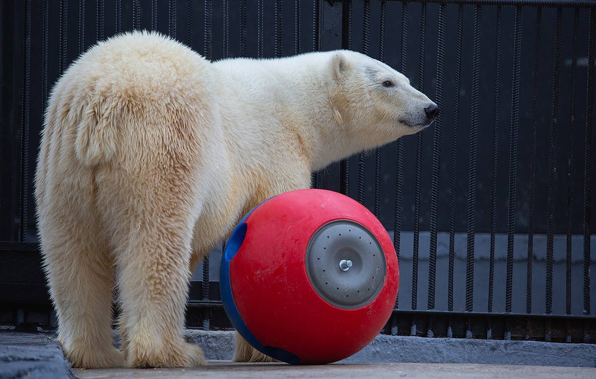 Bear from Norilsk - My, Norilsk, Animals, The Bears, Happy End, Nature, Polar bear, Longpost