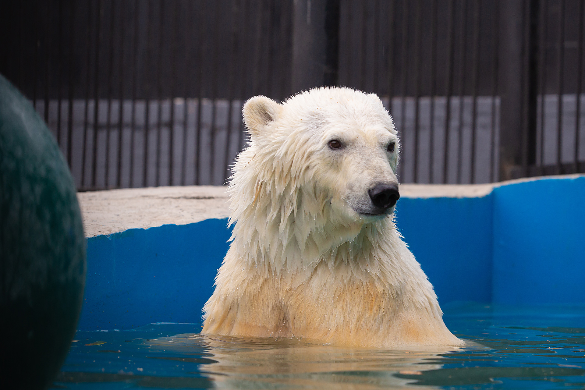 Bear from Norilsk - My, Norilsk, Animals, The Bears, Happy End, Nature, Polar bear, Longpost