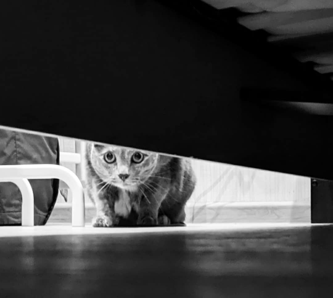 Cat b/w - My, cat, Mobile photography, Black and white