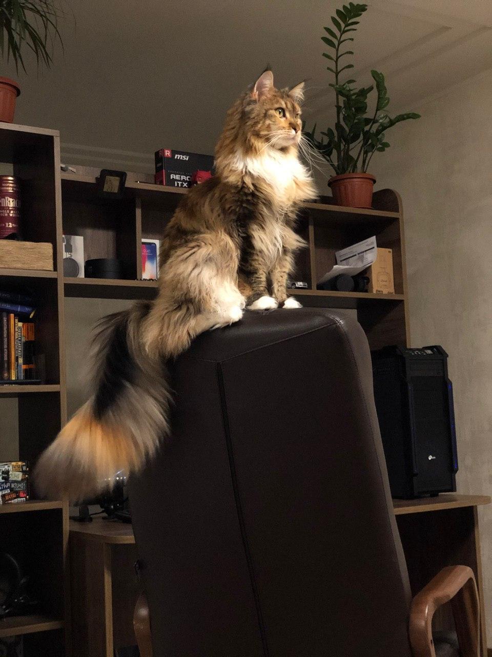 How I grew up - My, Maine Coon, Growing up, Catomafia, It Was-It Was, Longpost, cat