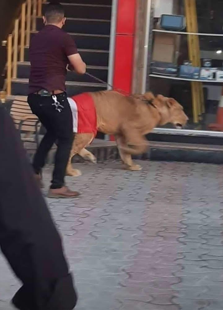 Iraqi protesters bring out a lion against police dogs - a lion, Iraq, Protest