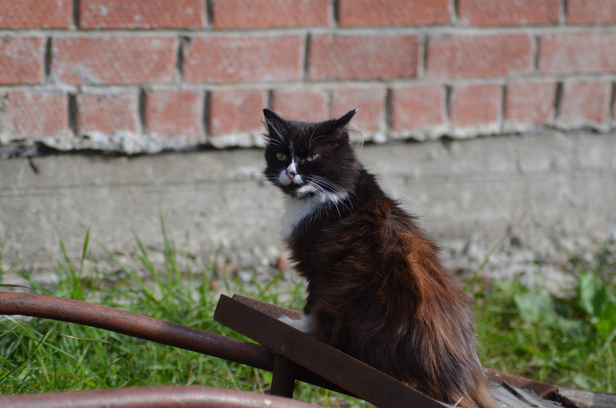 Ural, in the photo. - My, The photo, Ural, cat, Crow, Longpost