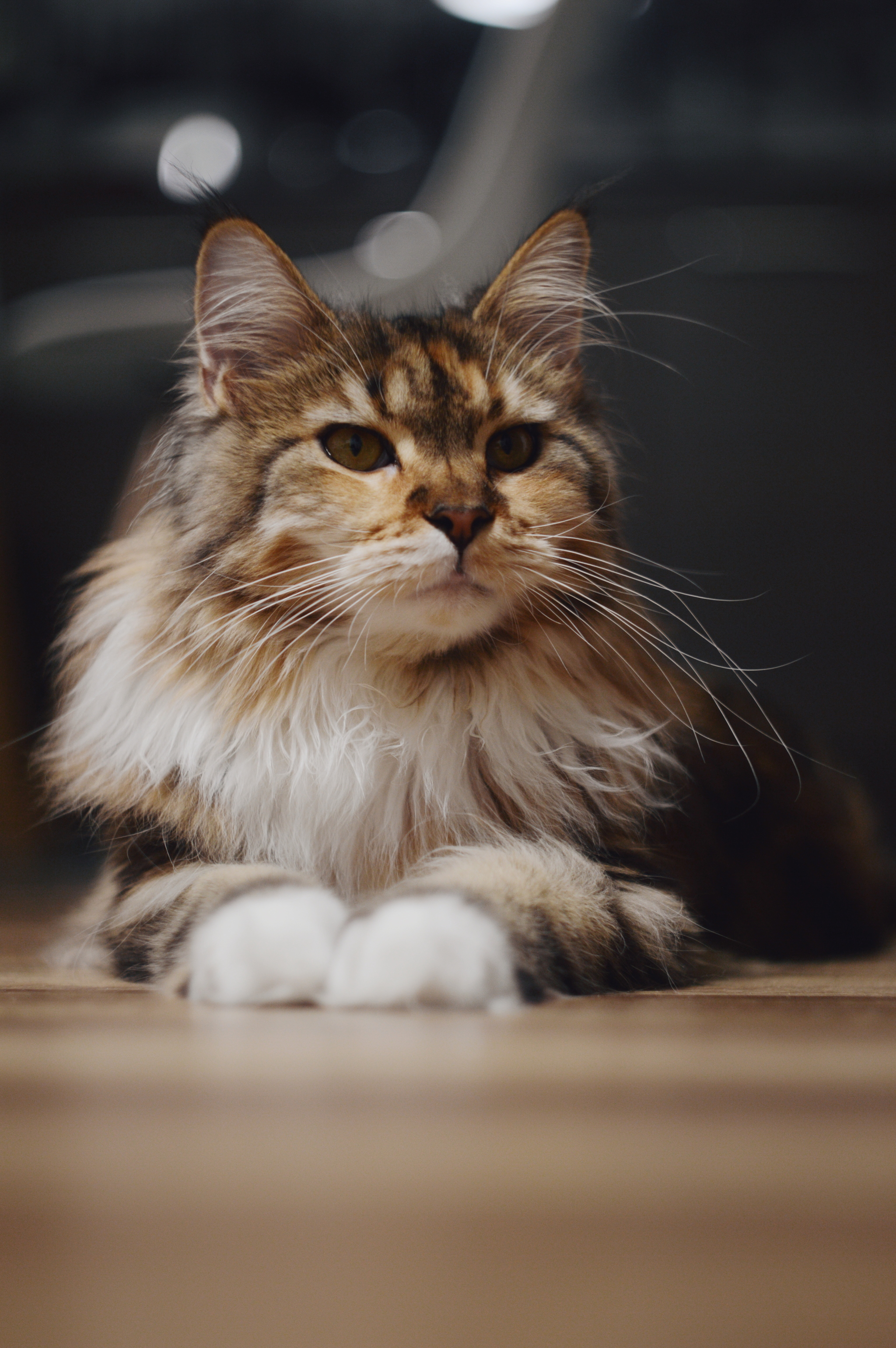 Oh that look - My, Maine Coon, Longpost, Catomafia, cat