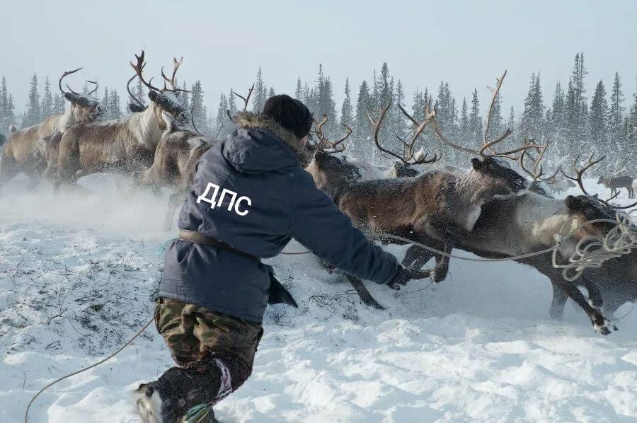 Ice crossing on the river. Lena - Yakutsk, Crossing, Lena river, Lawlessness, DPS, Reindeer, Video