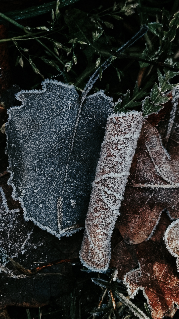 First frost - My, The photo, November, Mobile photography, Xiaomi, Forest, Nature, Longpost