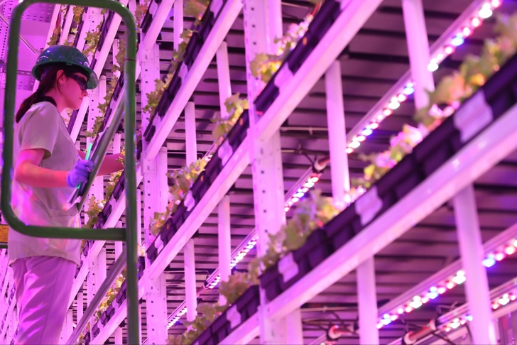 The world's largest vertical greenhouse opened in Moscow - Farm, Сельское хозяйство, Greenhouse, Moscow, Technologies, Longpost