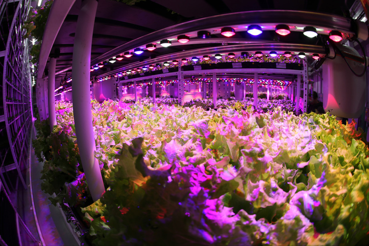 The world's largest vertical greenhouse opened in Moscow - Farm, Сельское хозяйство, Greenhouse, Moscow, Technologies, Longpost