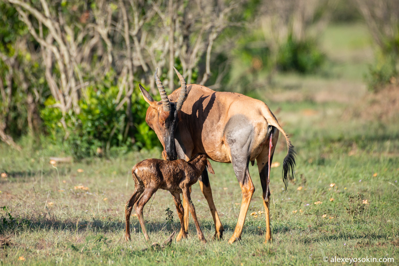 Did he survive or not? Antelope versus jackals or how difficult it is to give birth in the savannah 2 - Alexey Osokin, Antelope, Africa, Jackals, Childbirth, Longpost