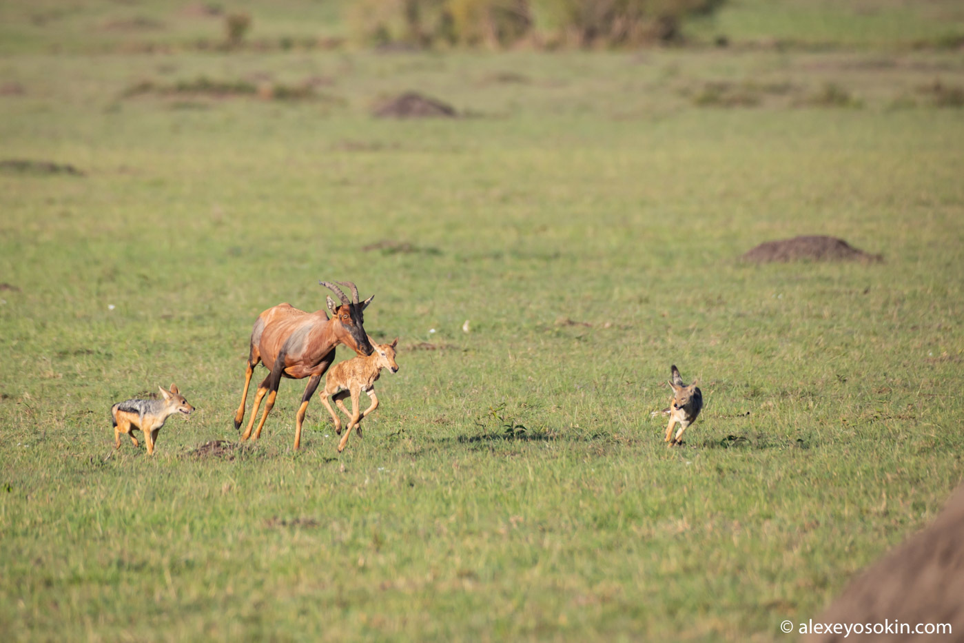 Did he survive or not? Antelope versus jackals or how difficult it is to give birth in the savannah 2 - Alexey Osokin, Antelope, Africa, Jackals, Childbirth, Longpost