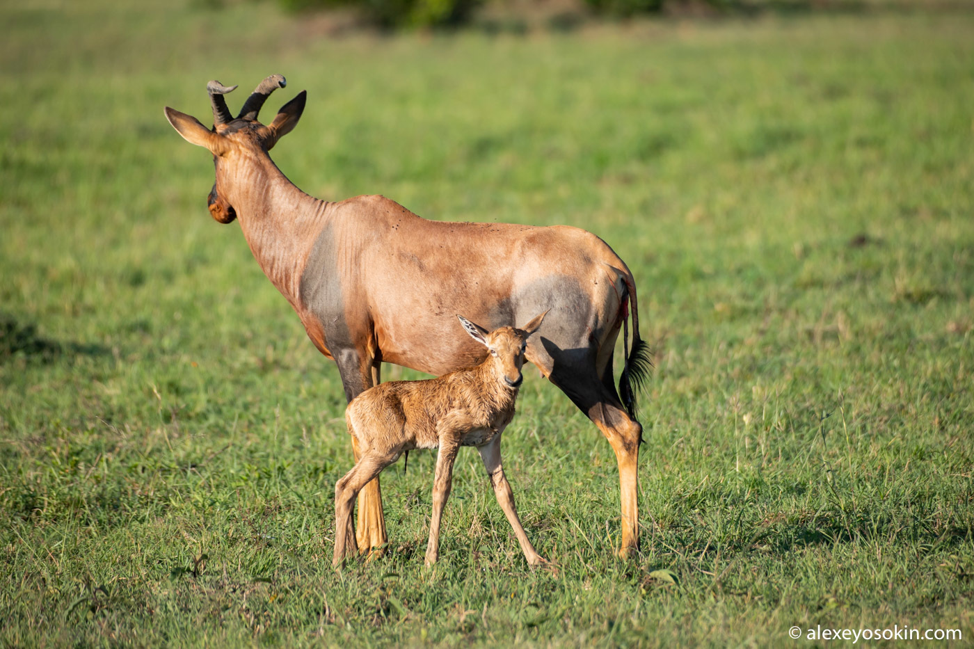 Did he survive or not? Antelope versus jackals or how difficult it is to give birth in the savannah 2 - Alexey Osokin, Antelope, Africa, Jackals, Childbirth, Longpost