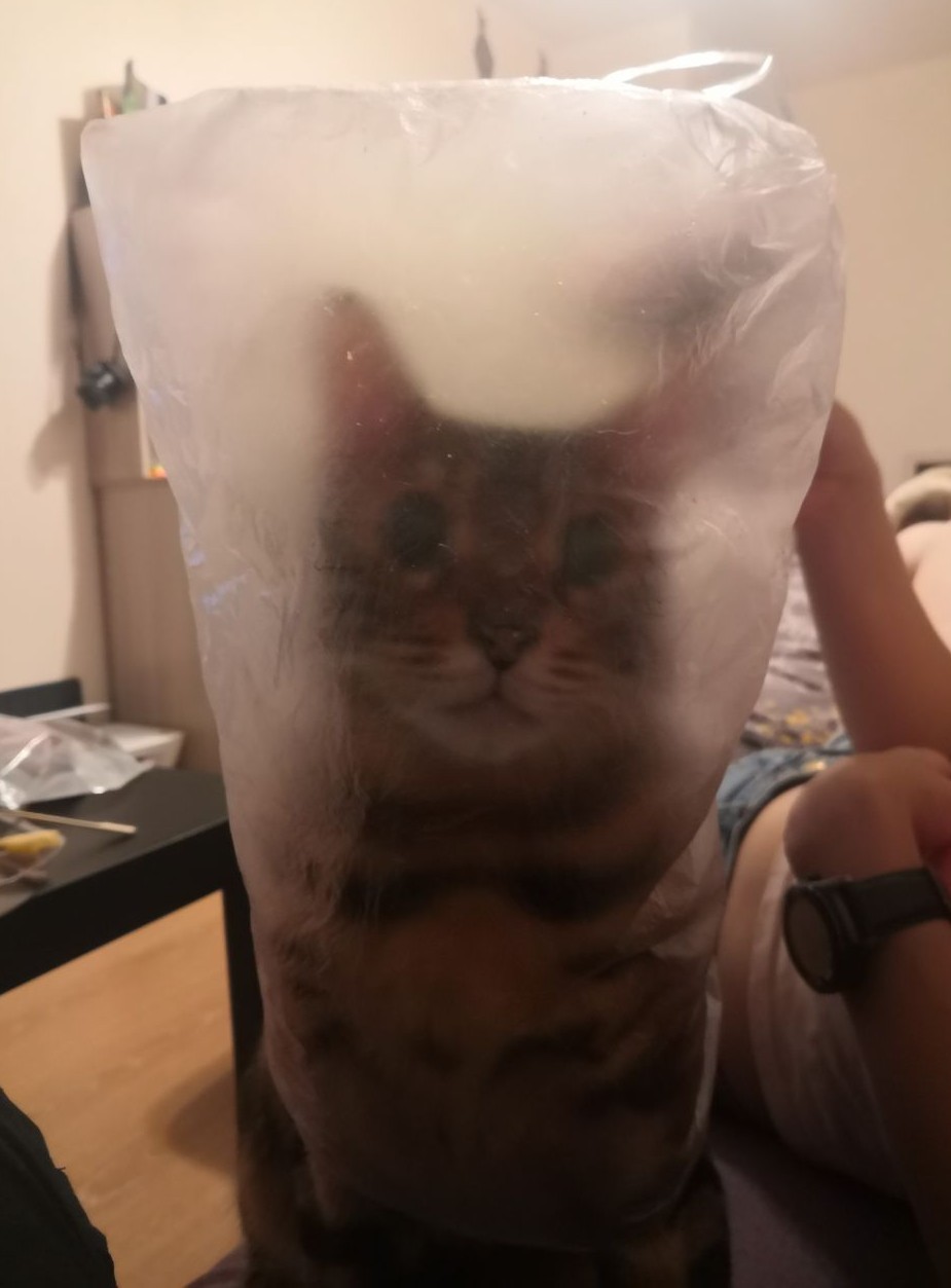 Cat in a poke - My, cat, Package, My master is an idiot, Longpost