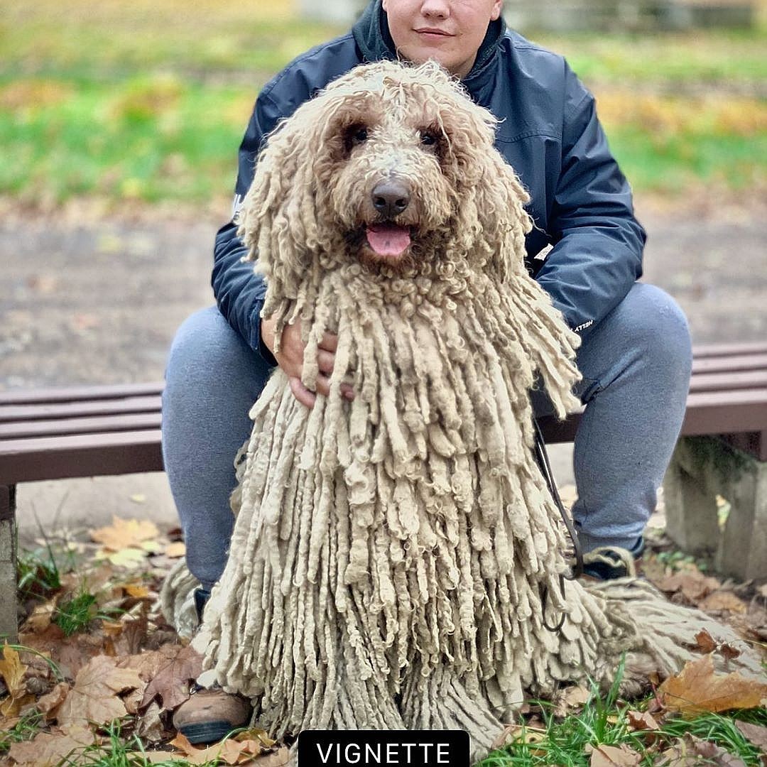 This is not a mop. She is alive)) - Dog, Mop, Animals, Longpost