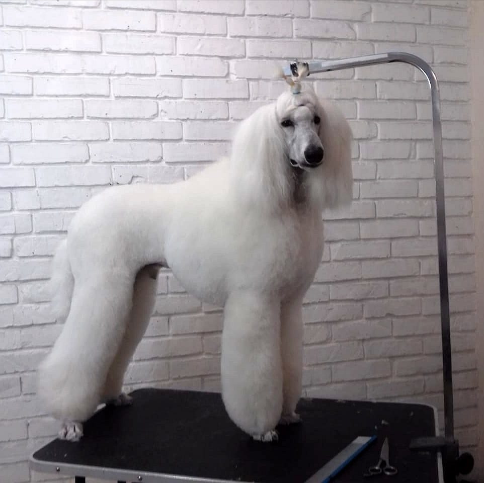 White poodle, or dreams must come true! - My, Dog, Family, Longpost, White, Poodle, Royal Poodle