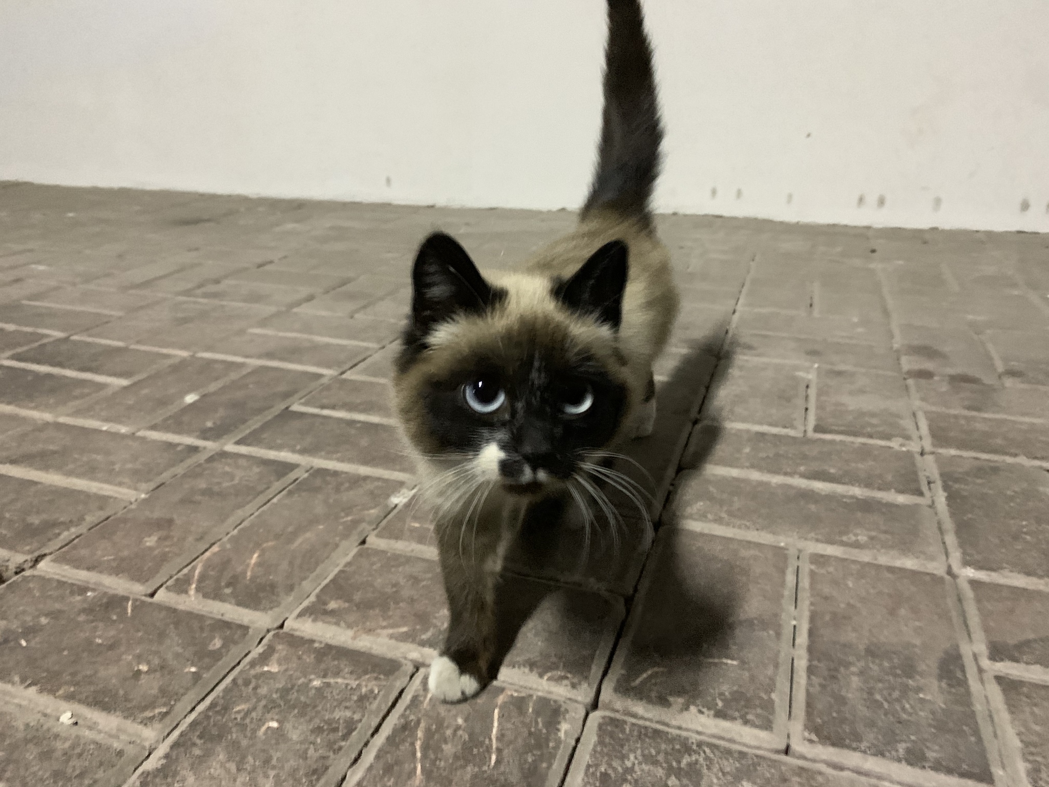 Baby looking for a home, Astana, Kazakhstan - My, No rating, cat, Good league, Astana, Nur-Sultan, Kazakhstan, Longpost, In good hands