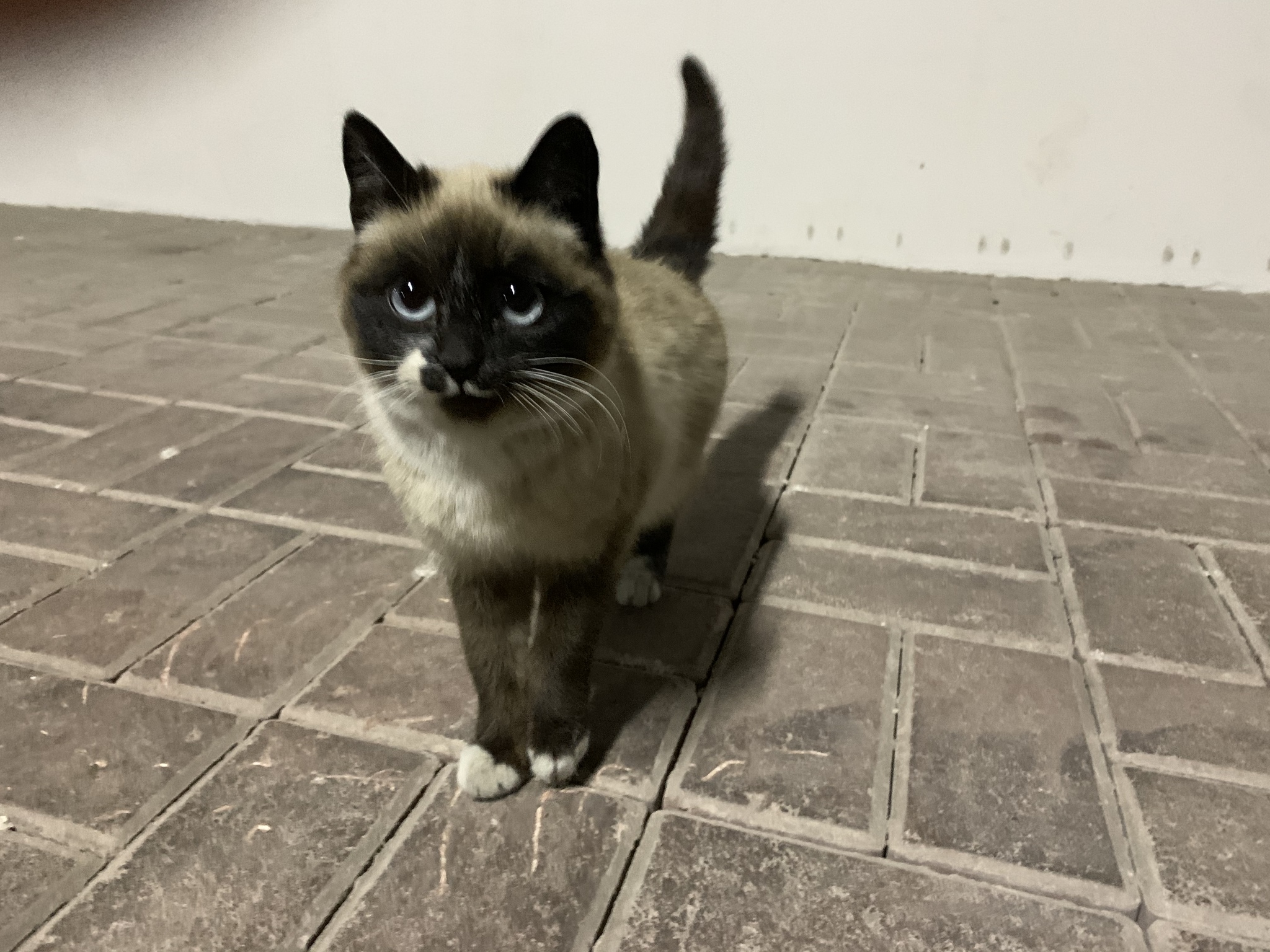 Baby looking for a home, Astana, Kazakhstan - My, No rating, cat, Good league, Astana, Nur-Sultan, Kazakhstan, Longpost, In good hands