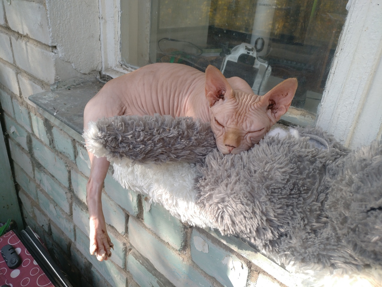 Don Sphynxes - who are they? - My, Don Sphynx, Sphinx, Canadian sphinx, cat, Animals, Humor, Pets, Longpost