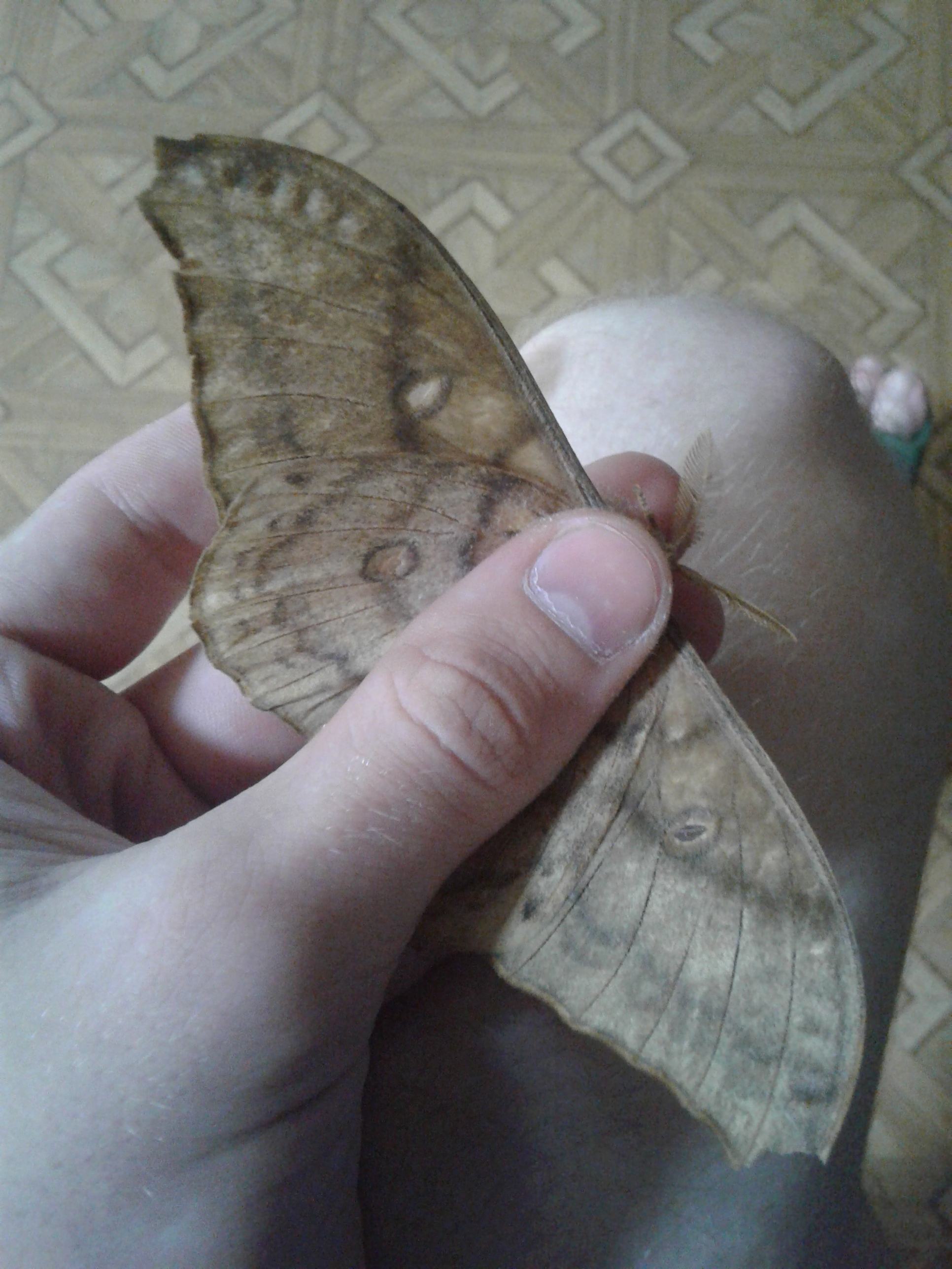 Flying animals from the Khabarovsk taiga - My, Дальний Восток, Butterfly, Longpost