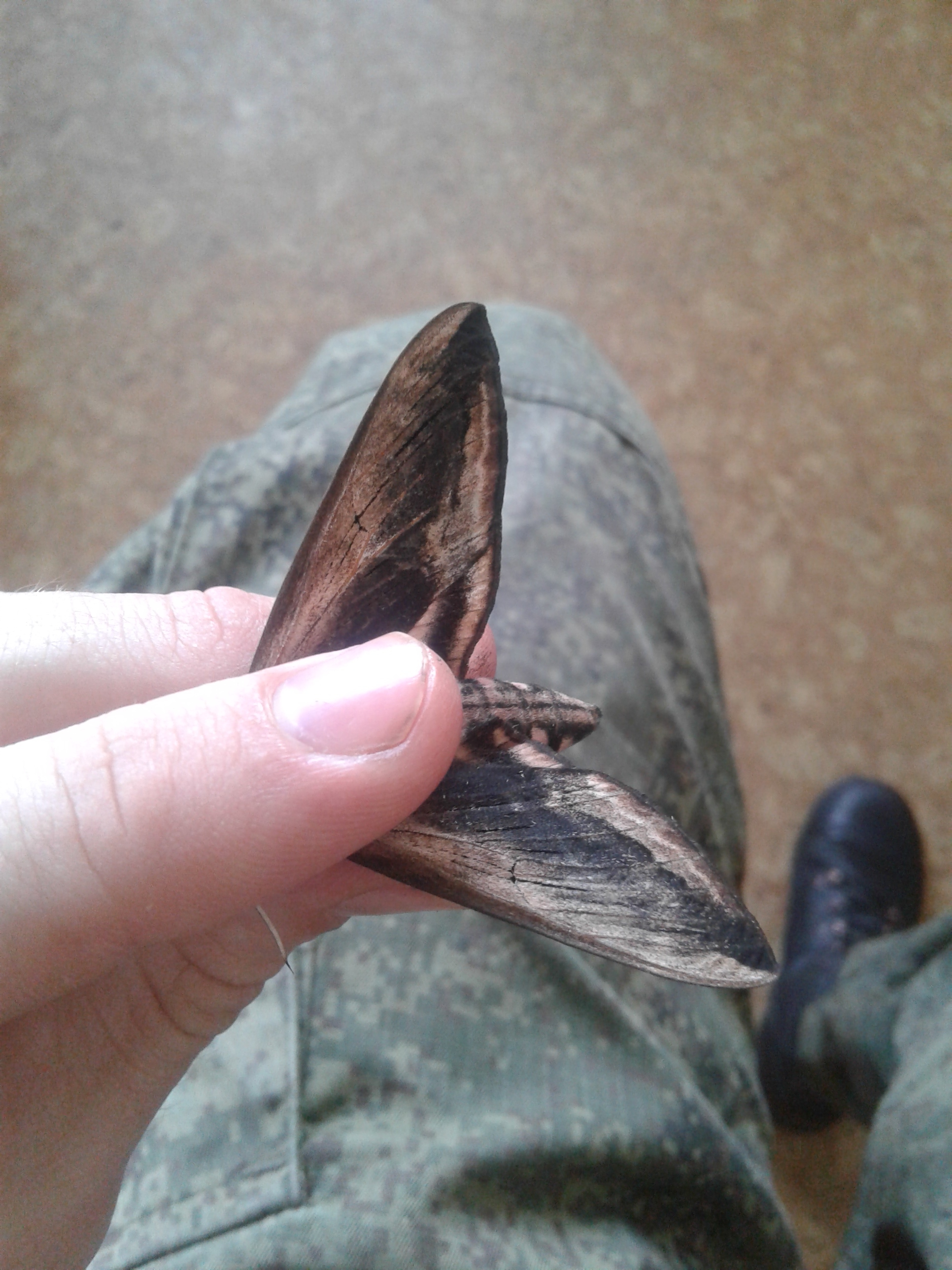 Flying animals from the Khabarovsk taiga - My, Дальний Восток, Butterfly, Longpost