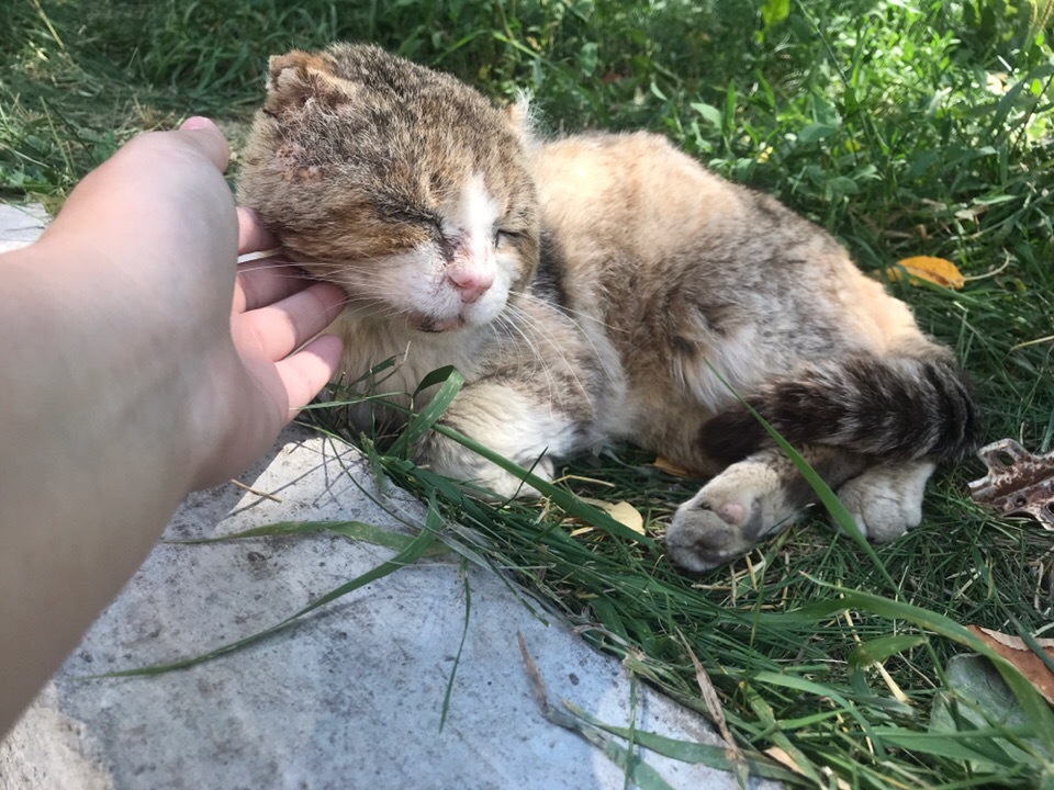 Lyokhin's house is for redheads and not only. Manul is adjusting! - My, Yekaterinburg, In good hands, cat, Animal shelter, Longpost, No rating