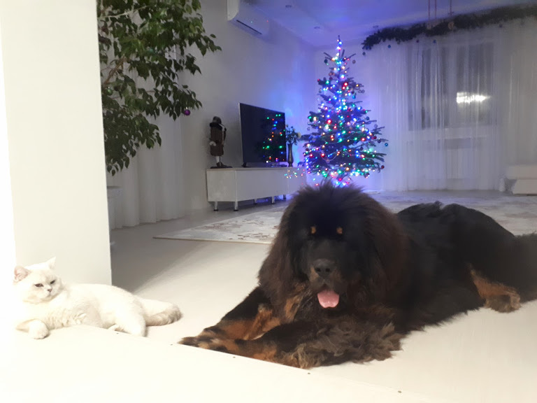 Tibetan Mastiff Barney - our life next to the bear) - My, Tibetan mastiff, Dog, House, Pets, Video, Longpost