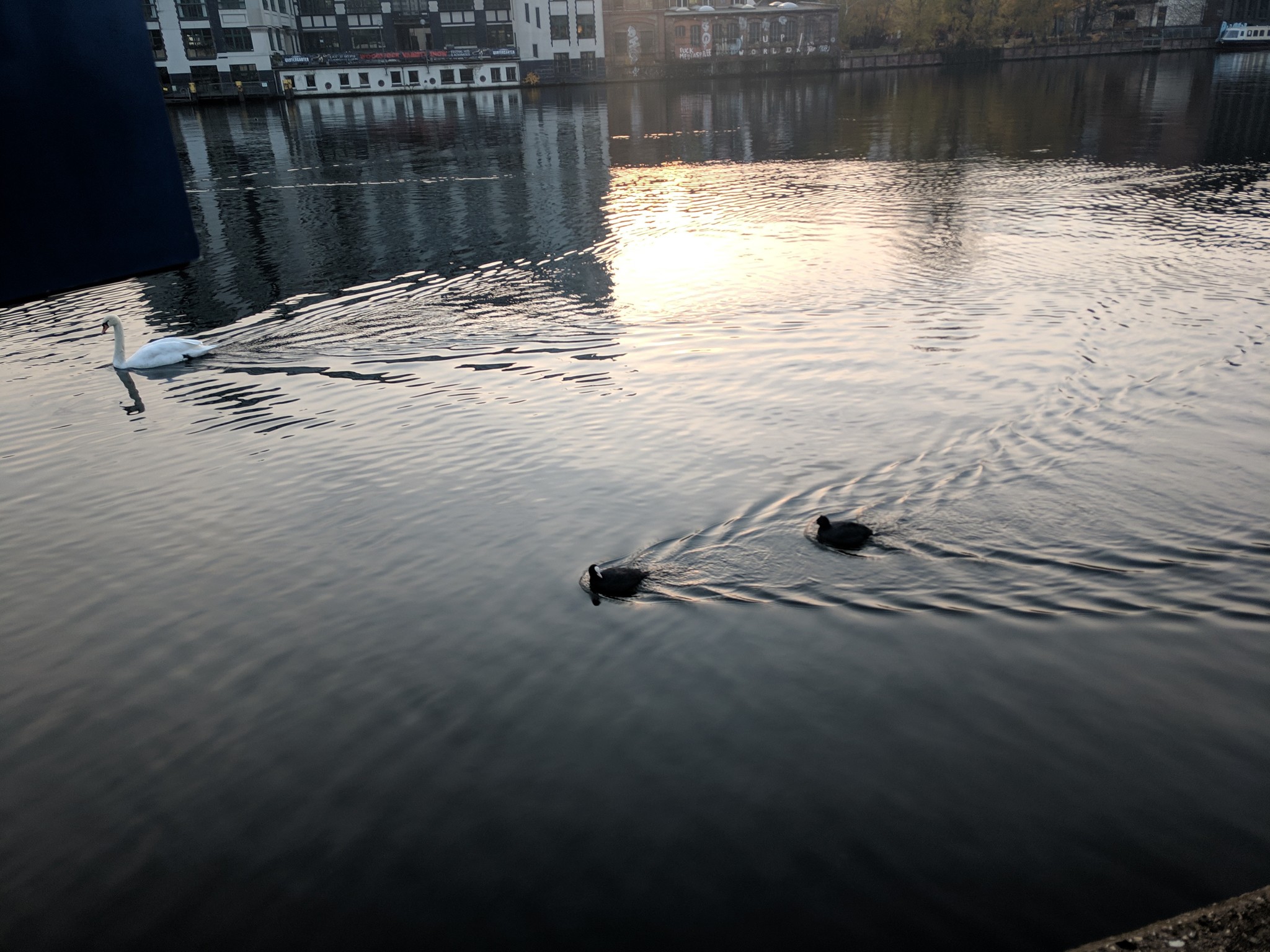 Berlin ducks, and more. - My, Mobile photography, Germany, Berlin, Longpost