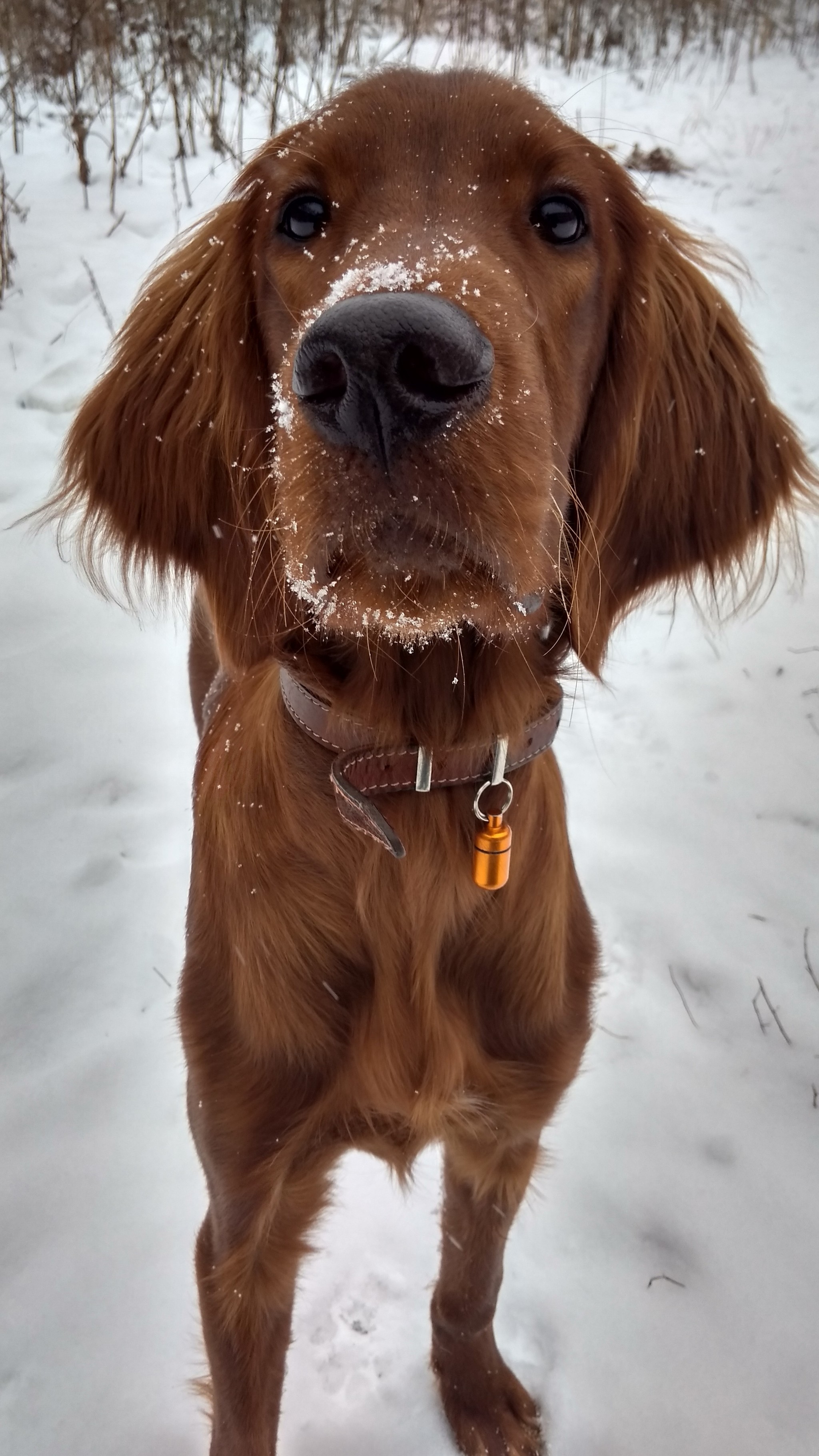 Hunter - Irish Red Setter - My, Dog, Beginning photographer, Irish Setter, Dog breeds, Longpost