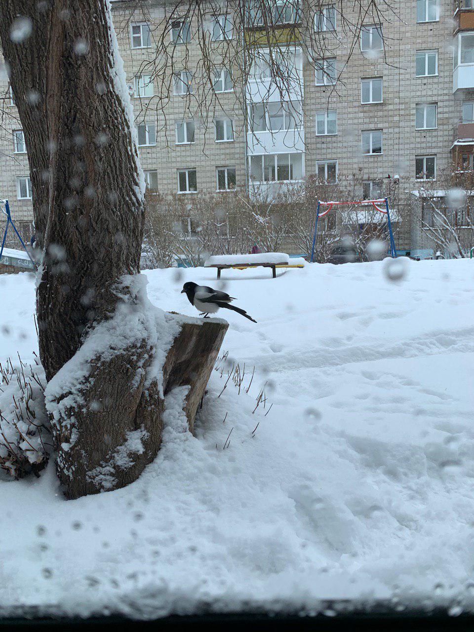 Что делать с сорокой подранком - Сорока, Подранок, Текст, Томск