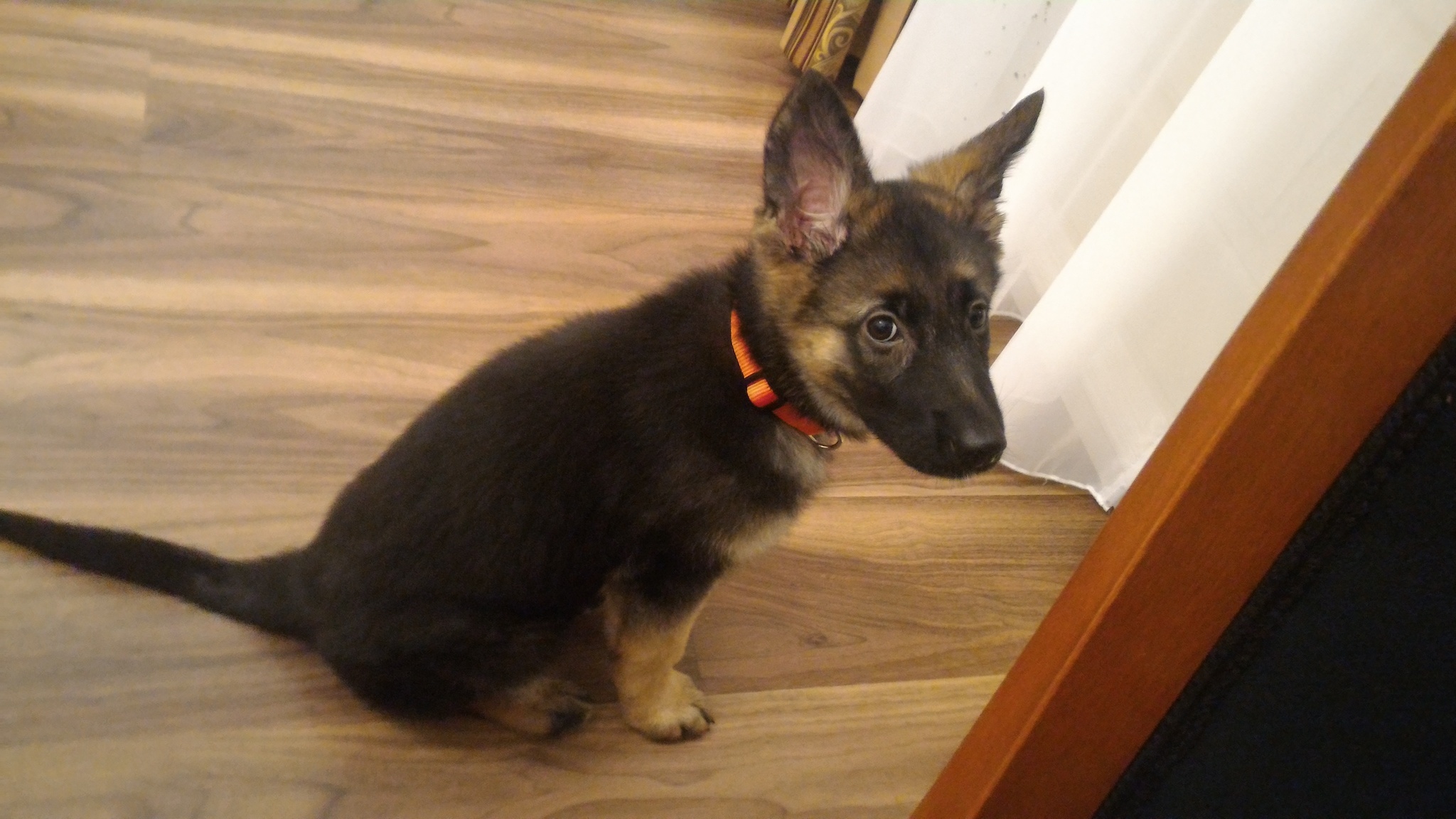 When no one realized that you were a shepherd, and you raised your ears within a week. - My, Dog, German Shepherd, Puppies, Milota, Longpost, Ears