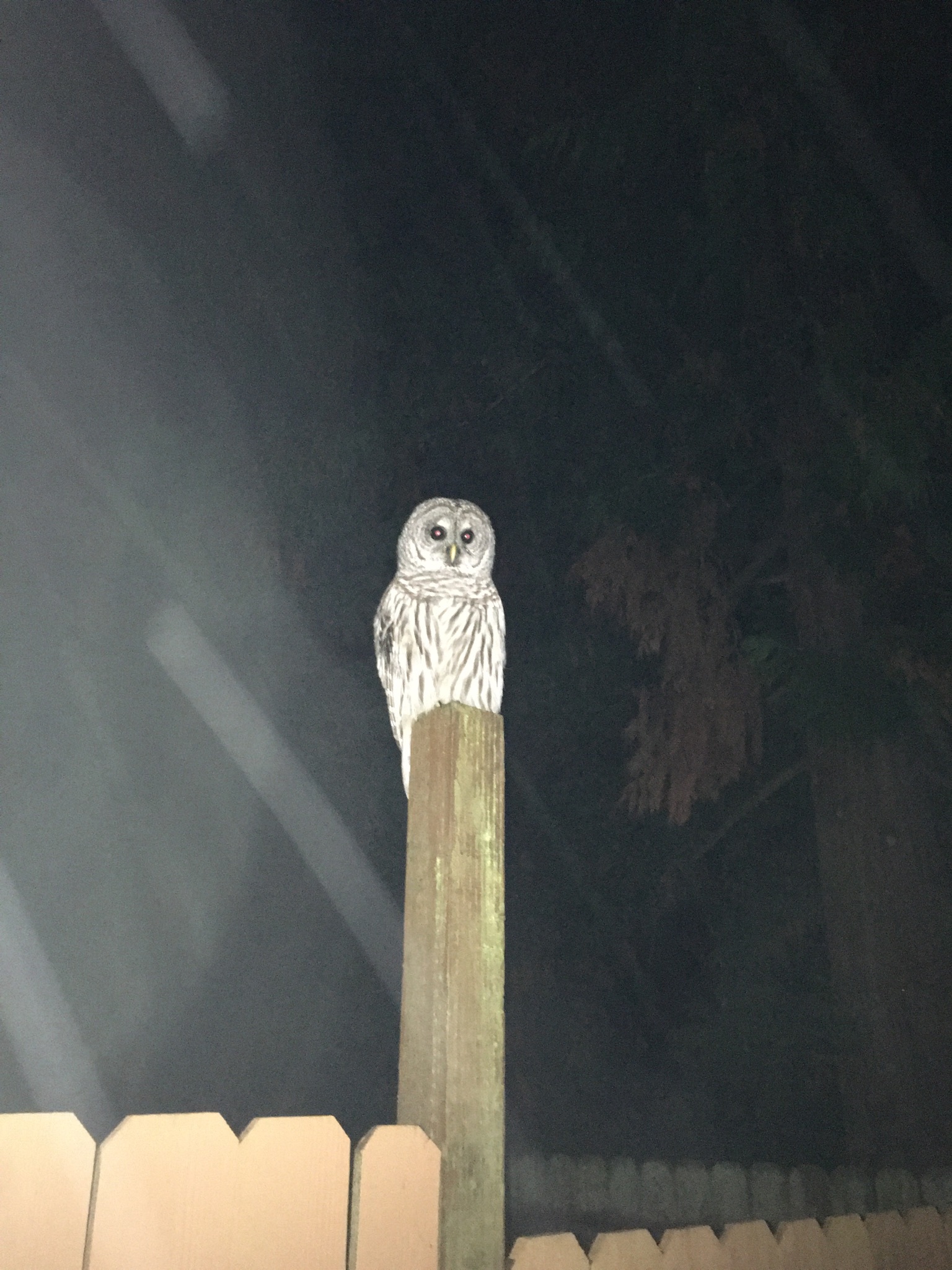 In the dark I thought it was a cat. Pa-p-shone it. - My, Dark, Owl, Tawny owl, Birds