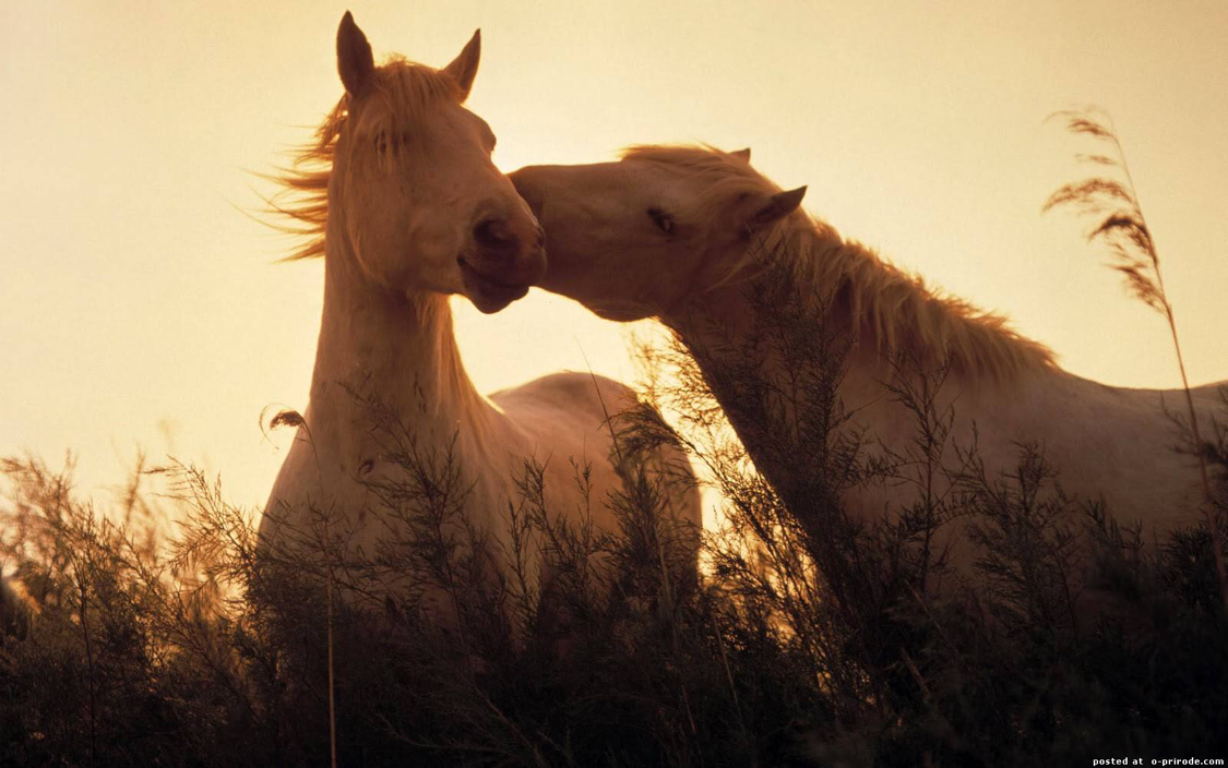 Beautiful horses without further ado. - Animals, Milota, The photo, Comments, A life, Nature, Horses, Longpost