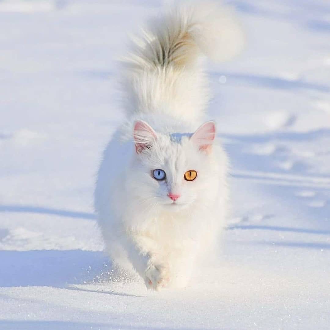 White is white... - cat, Winter, Snow, Longpost